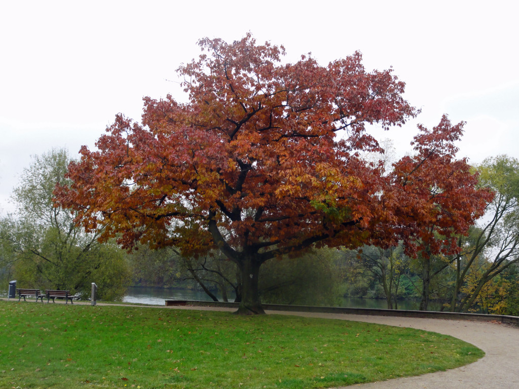 Fotos von Frankfurt am Main im Herbst