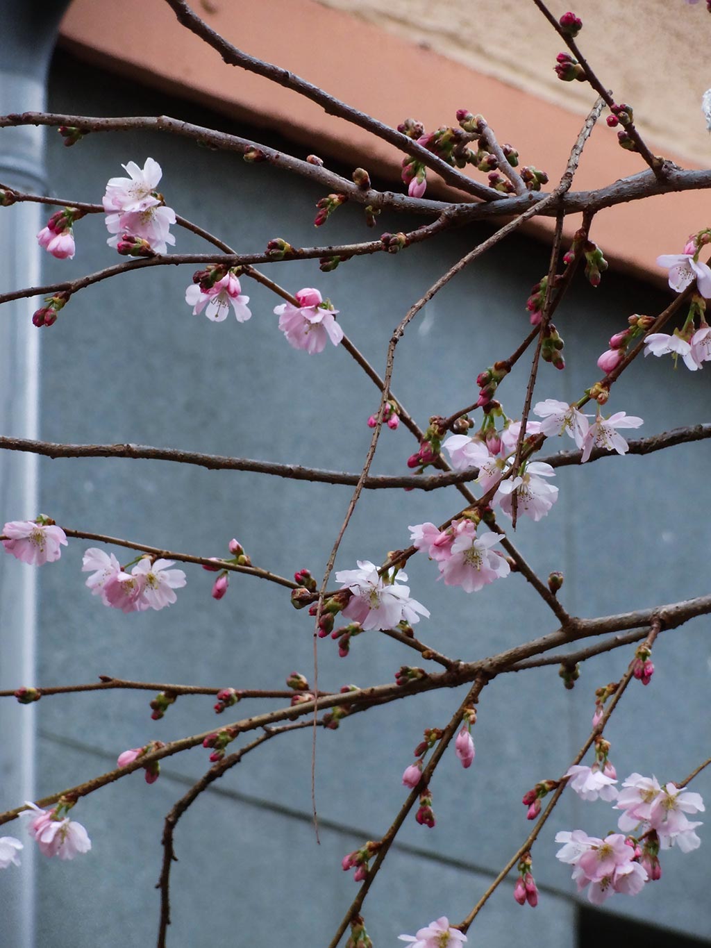 Blüten im Februar