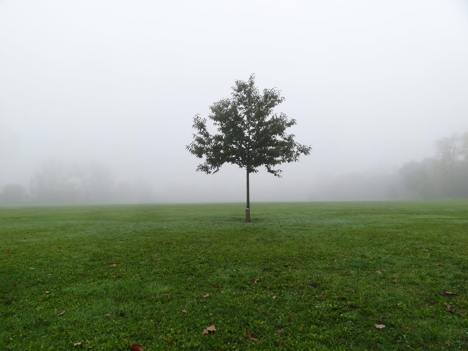 Ein Baum auf einer Wiese im nebeligen Ostpark in Frankfurt