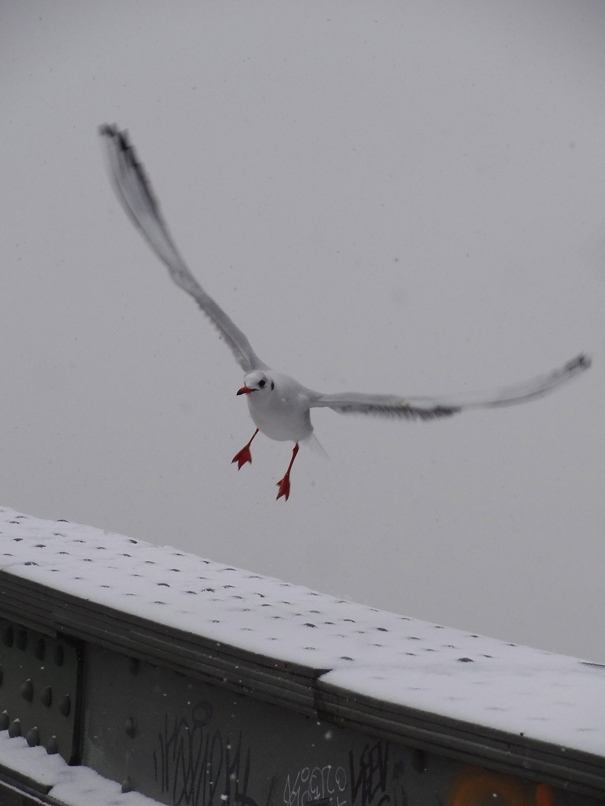 Fliegende Möwe setzt zur Landung an am Eisernen Steg in Frankfurt