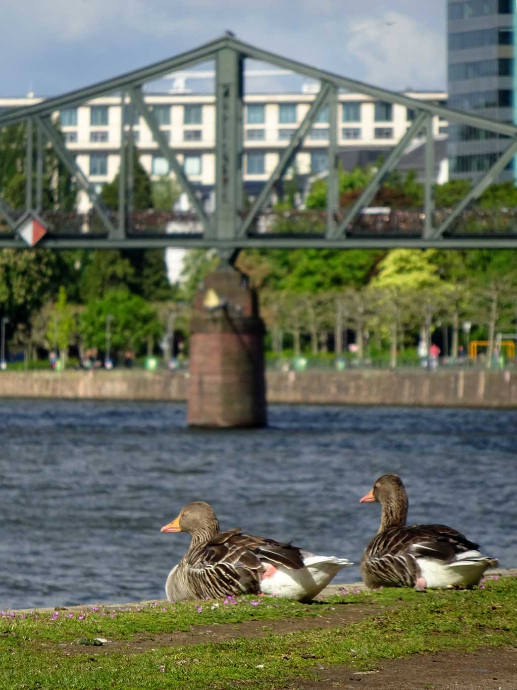 Stadtbilder Frankfurt - Gänse am Mainufer in Frankfurt