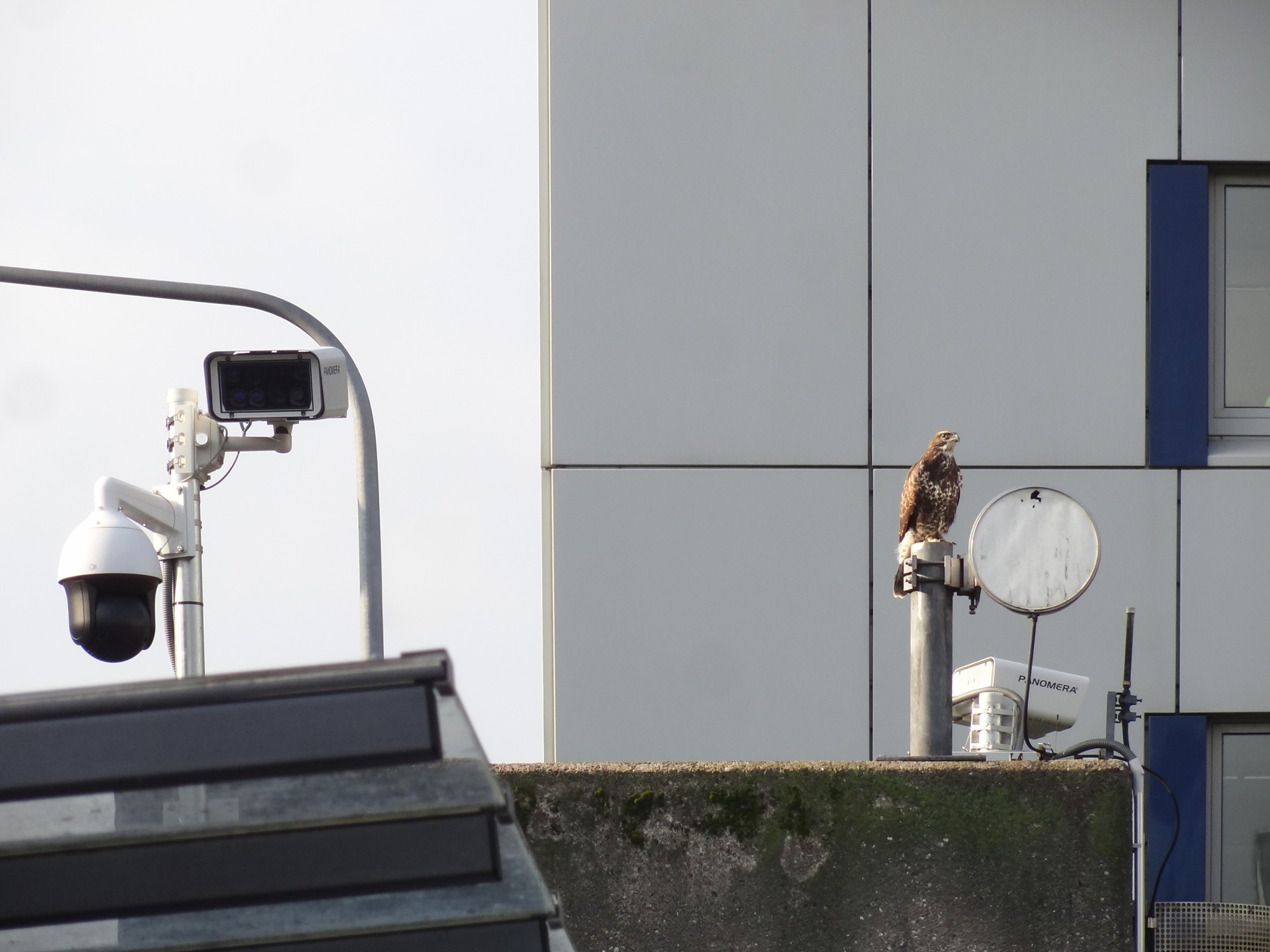 Greifvogel an der Konstablerwache in Frankfurt