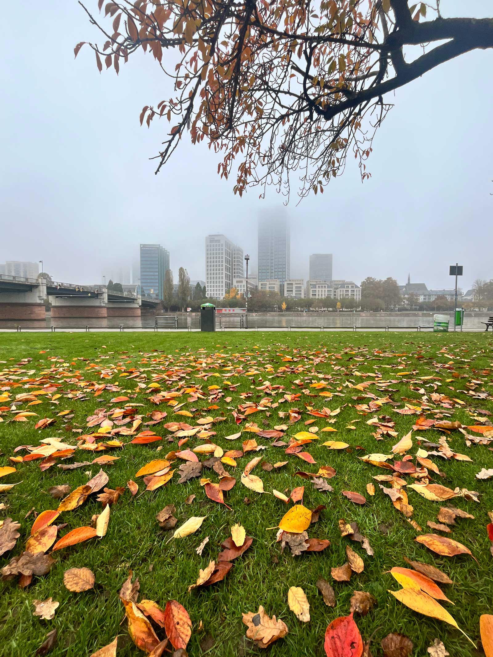 Herbstliches Mainufer und Skyline im Hochnebel