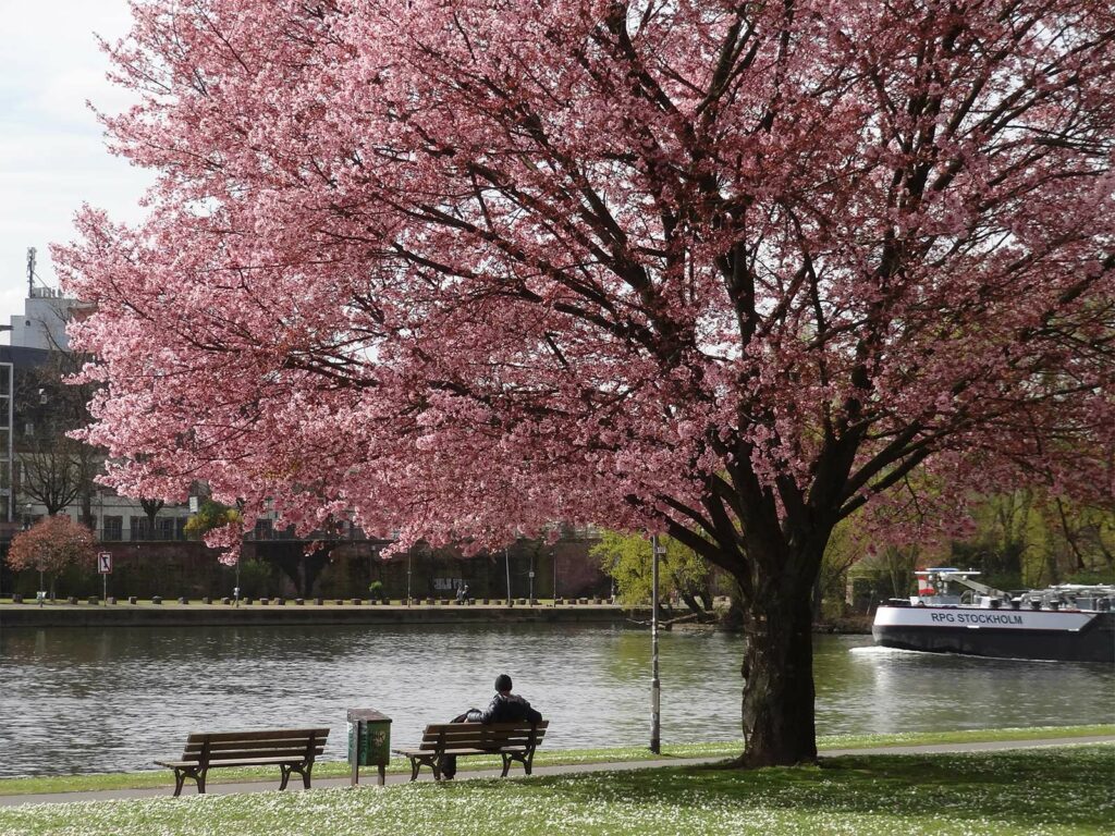 Kirschblüte am Frankfurter Mainufer