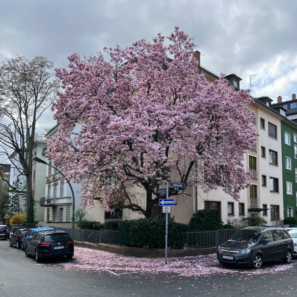 Magnolienbaum im Frankfurter Nordend