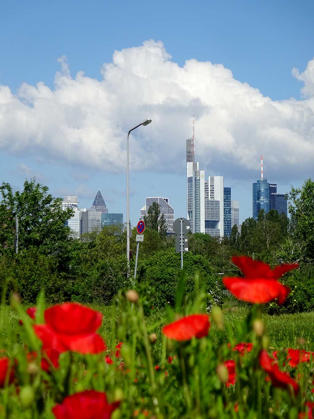 Stadtbilder Frankfurt - Mohnfeld mit Skyline im Hintergrund