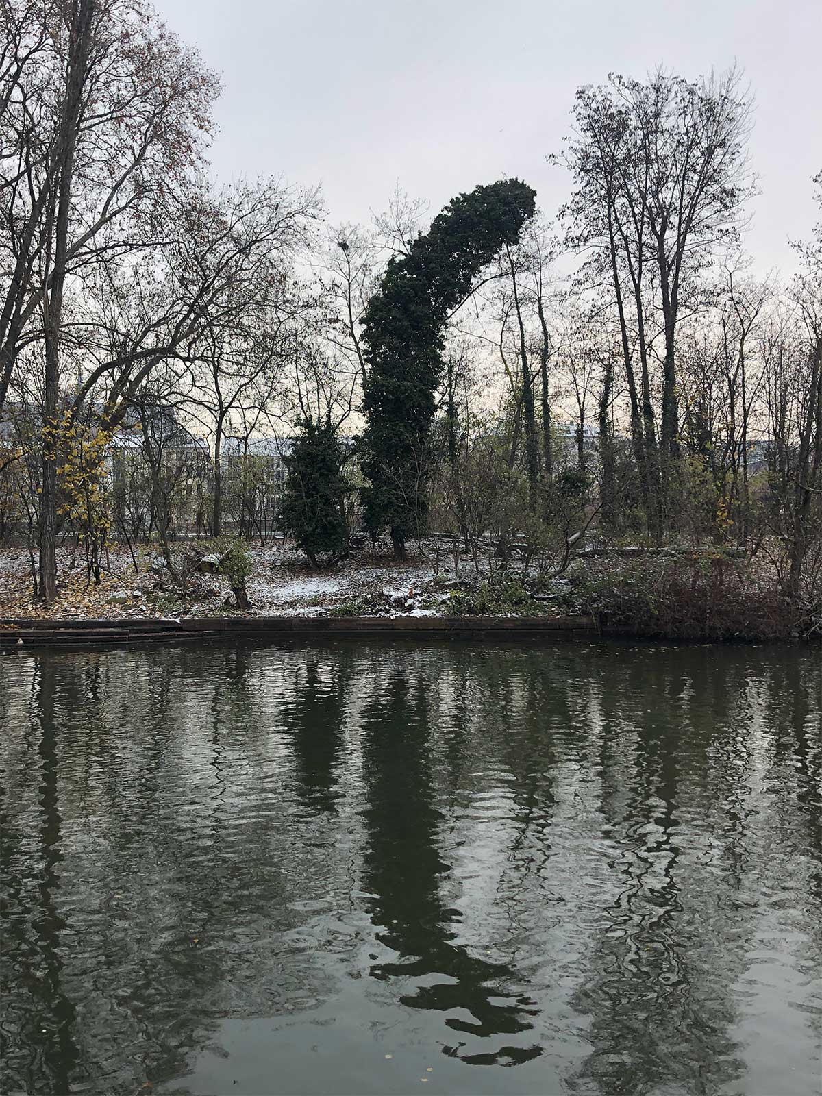 Schiefgewachsener Baum auf Maininsel in Frankfurt