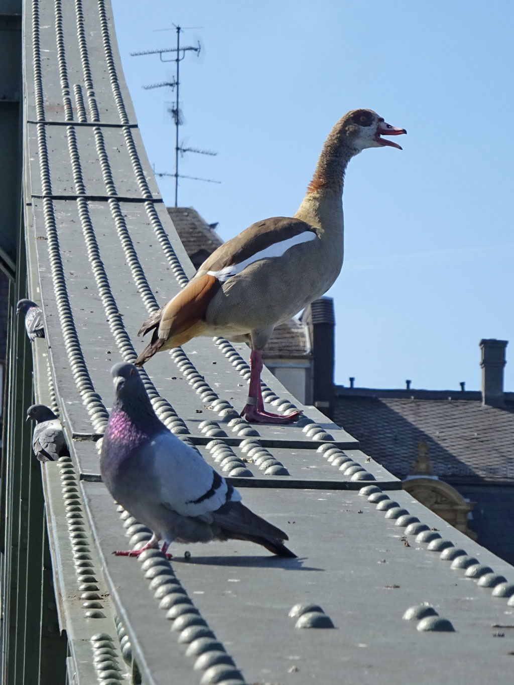 Nilgans und Tauben am Eisernen Steg